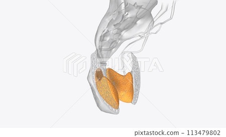 The obturator muscles work synergistically with surrounding muscles to provide hip mobility 113479802