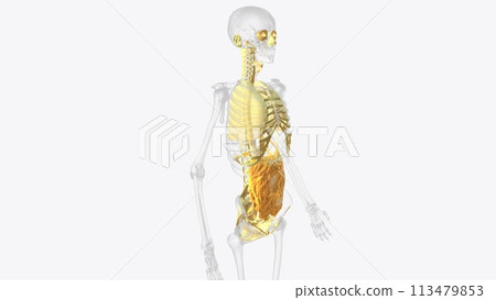 The axial connective tissue system 113479853