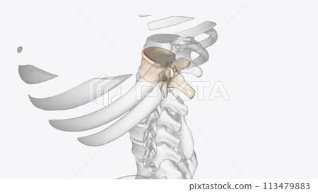 As the first vertebra in the lumbar region, the L1 vertebra bears the weight of the upper body and acts as a transition between the thoracic and lumbar vertebrae As the first vertebra in the lumbar region, the L1 vertebra bears the weight of the upper body and acts as a transition between the thoracic and lumbar vertebrae 113479883