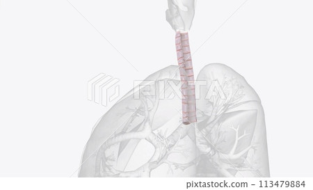 The trachea is a tube-like structure in the neck and upper chest. It stretches from the larynx, or voice box, to the bronchi and transports The trachea is a tube-like structure in the neck and upper chest. It stretches from the larynx, or voice box, to the bronchi and transports 113479884