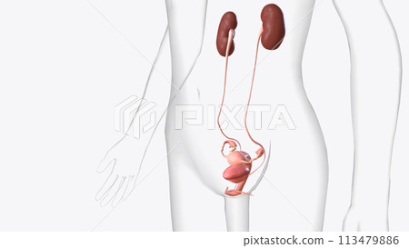 The urinary system consists of the kidneys, ureters, urinary bladder, and urethra. The urinary system consists of the kidneys, ureters, urinary bladder, and urethra. 113479886
