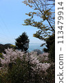 Cherry blossoms on the hiking trail at Mount Hoshu in Sakae, Ako City 113479914