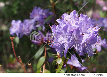 火山口湖杜鵑花 113479986