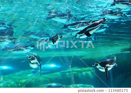 Penguin swimming underwater 113480173