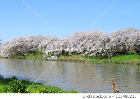 春天，埼玉縣蓮田市元荒川河床公園的染井吉野櫻花盛開 113480213