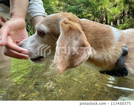 Beagle playing in the river 113480375