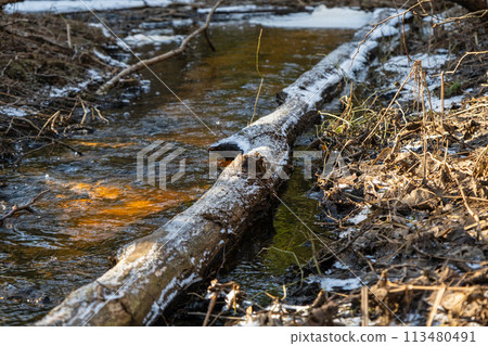 Tranquil Winter Woodland with Partially Frozen Stream 113480491