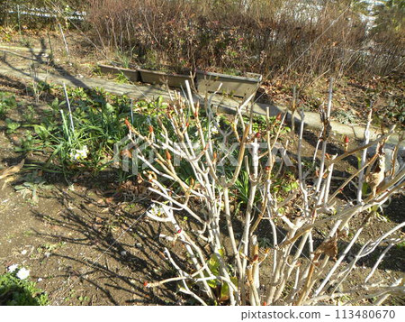 初夏盛開的繡球花幼葉 113480670