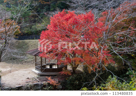 Autumn leaves at Onigatake in Bisei-cho, Ibara City 113480835