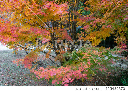 Autumn leaves at Onigatake in Bisei-cho, Ibara City Autumn leaves at Onigatake in Bisei-cho, Ibara City 113480870