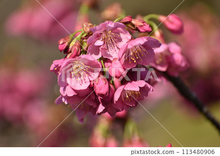 Early-blooming deep pink Yokohama Hizakura Early-blooming deep pink Yokohama Hizakura 113480906