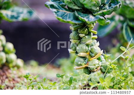 Healthy Brussels sprouts growing in the field 113480937