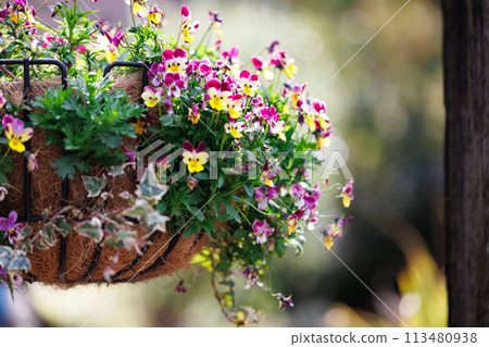 Colorful pansy flowers blooming in a hanging pot 113480938