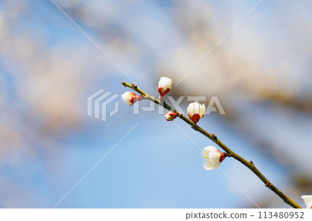 梅花告訴春天的到來 113480952