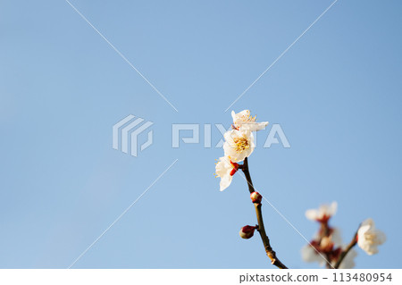 梅花告訴春天的到來 113480954