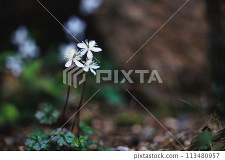 White flowers that make you feel the breath of spring 113480957