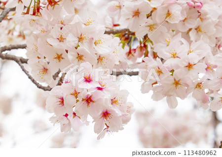 Cherry tree in full bloom  113480962