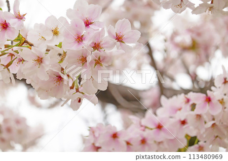 櫻花盛開 113480969