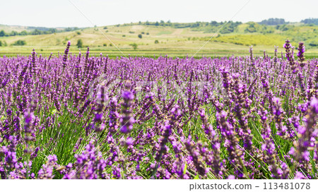Lavender bushes on field. 113481078