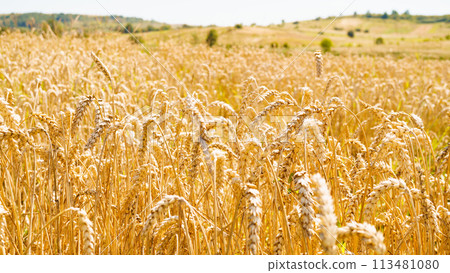 Ukrainian rising ripe wheat field. Ukrainian rising ripe wheat field. 113481080
