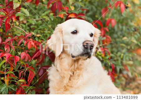 Adorable sad golden retriever dog near red and yellow wild grapes leaves 113481099