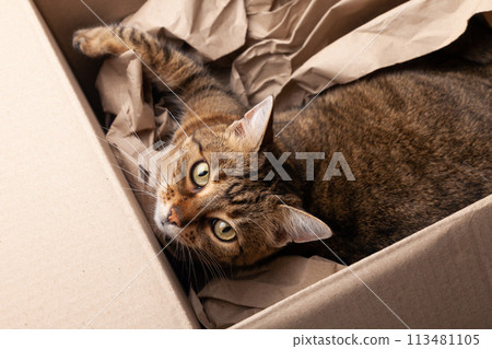 Cute happy grey tabby cat in cardboard box on carpet floor at home. Pets care and adoption concept. Cute happy grey tabby cat in cardboard box on carpet floor at home. Pets care and adoption concept. 113481105