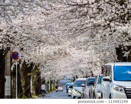 A tunnel of cherry blossoms in full bloom: Tokiwadaira Sakura Street, Matsudo City, Chiba Prefecture (One of Japan's Top 100 Roads) A tunnel of cherry blossoms in full bloom: Tokiwadaira Sakura Street, Matsudo City, Chiba Prefecture (One of Japan's Top 100 Roads) 113481249