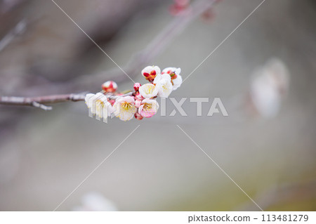 梅花告訴春天的到來 梅花告訴春天的到來 113481279