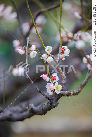 Plum blossoms telling the arrival of spring Plum blossoms telling the arrival of spring 113481289