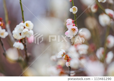 Plum blossoms telling the arrival of spring Plum blossoms telling the arrival of spring 113481290