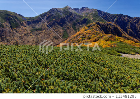 Autumn colors of the Southern Alps and Mt. Senjo seen from Umanose Autumn colors of the Southern Alps and Mt. Senjo seen from Umanose 113481293