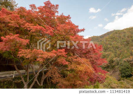 井原市美成町的鬼岳紅葉 113481419