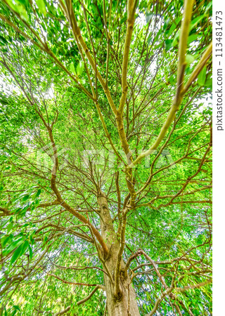 Miyagase Lakeside Park in spring - Image of fresh greenery 113481473