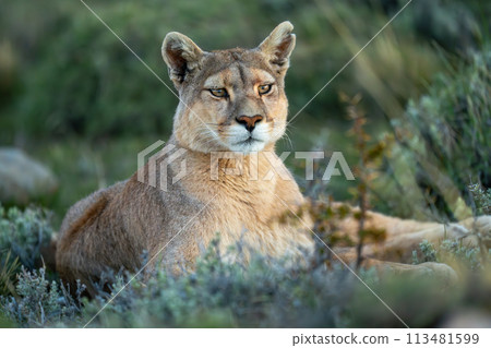 Close-up of puma lying staring on scrubland 113481599