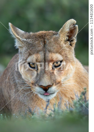Close-up of puma lying staring towards camera 113481600