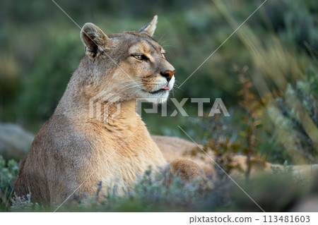 Close-up of puma lying sticking tongue out 113481603