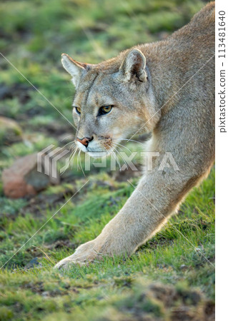 Close-up of puma walking with leg extended 113481640