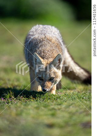 Close-up of South American gray fox smelling Close-up of South American gray fox smelling 113481656