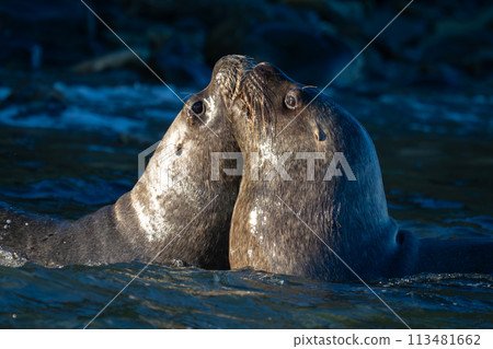 Close-up of South American sea lions nuzzling Close-up of South American sea lions nuzzling 113481662