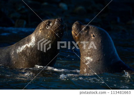 Close-up of South American sea lions playing 113481663