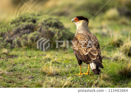 Crested caracara on short grass turning head Crested caracara on short grass turning head 113481664