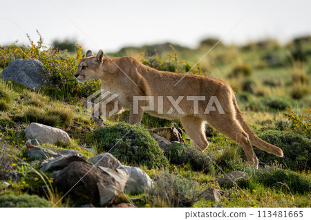 Female puma climbs hill on rocky scrubland 113481665