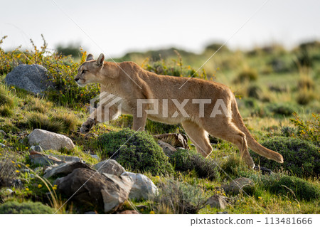 Female puma climbs slope on rocky scrubland 113481666