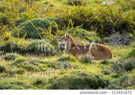 Female puma lies in bushes in sunshine 113481672