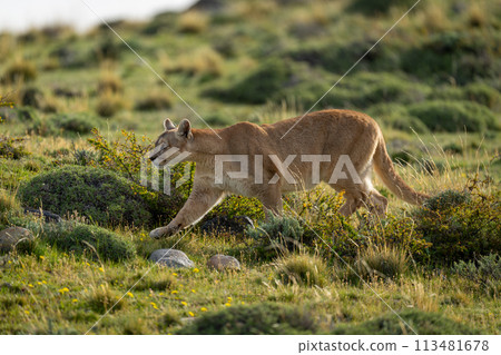 Female puma walks among bushes in scrubland 113481678