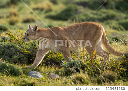 Female puma walks amongst bushes in scrubland 113481680