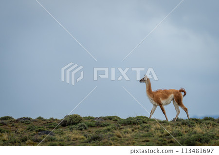 Guanaco crosses ridge silhouetted under cloudy sky 113481697