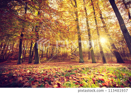 Autumnal trees inside forest. 113481937