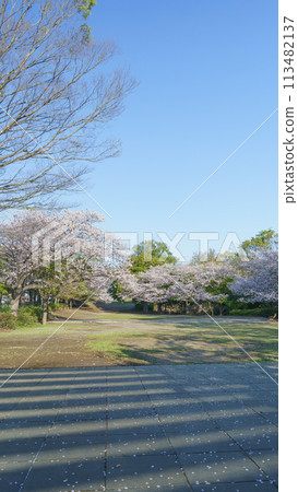 [千葉縣千葉市]大湯野櫻花公園和櫻花 113482137