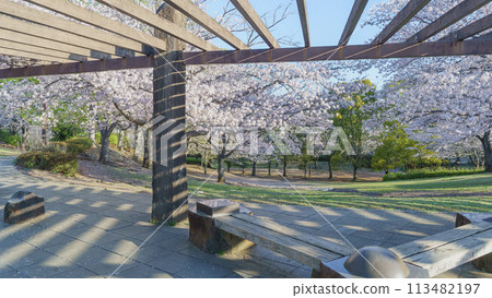 [千葉縣千葉市]大湯野櫻花公園和櫻花 113482197